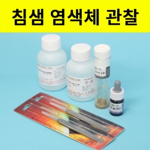 침샘염색체 관찰세트KSCI-5235 집콕 만들기키트 과학교구
