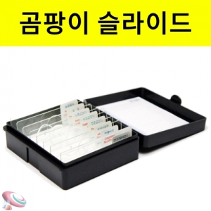 과학1번지 구정과학사,곰팡이 슬라이드세트 8종