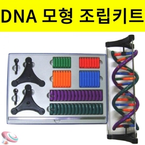 과학1번지 구정과학사,DNA모형만들기 조립키트 분해조립식 회전형