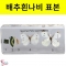 배추흰나비 한살이 표본 투명수지고정