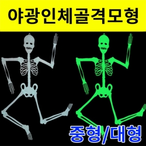 과학1번지 구정과학사,야광 인체골격 중형 32cm 대형 90cm
