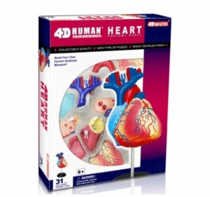 인체심장 해부모형 심장의구조 4D 퍼즐KSCI-7926 인체모형 심장모형만들기 심장의 내부구조 퍼즐세트. 집콕 만들기키트 과학교구