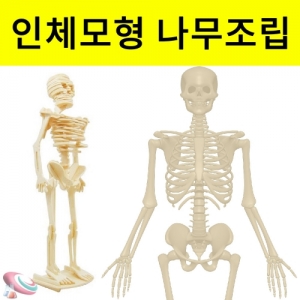 인체모형만들기 나무퍼즐 골격 조립과학키트KSCI-8400 나무로 만들어 보는 인체골격 해골조립형 나무인체퍼즐모형. 집콕 만들기키트 과학교구