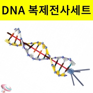 DNA 복제전사세트KSCI-8536 DNA Replication & Transcription. 집콕 만들기키트 과학교구