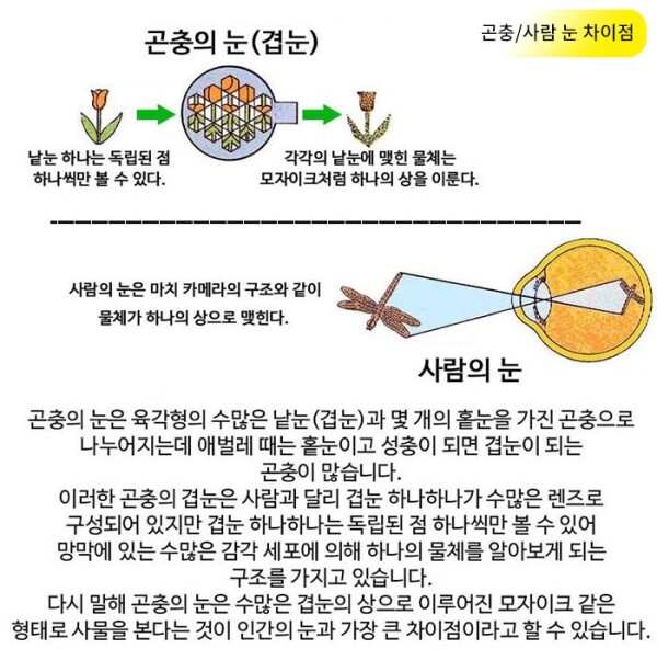 과학1번지 구정과학사,곤충의눈 나무안경만들기 1인용