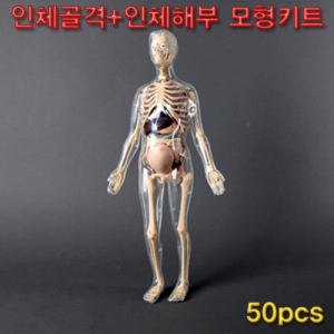과학1번지 구정과학사,인체골격+인체해부모형키트