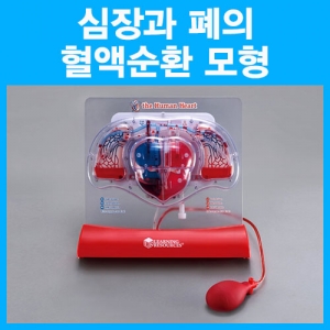 과학1번지 구정과학사,심장과 폐의 혈액순환 모형