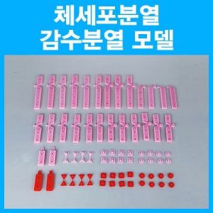 체세포분열 감수분열 모델 14종 80점 세포복제 과학교구KSCI-7087 플라스틱재질의 염색체모델. 집콕 만들기키트 과학교구
