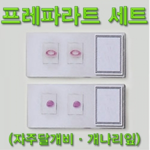 과학1번지 구정과학사,자주달개비·개나리잎 프레파라트 세트