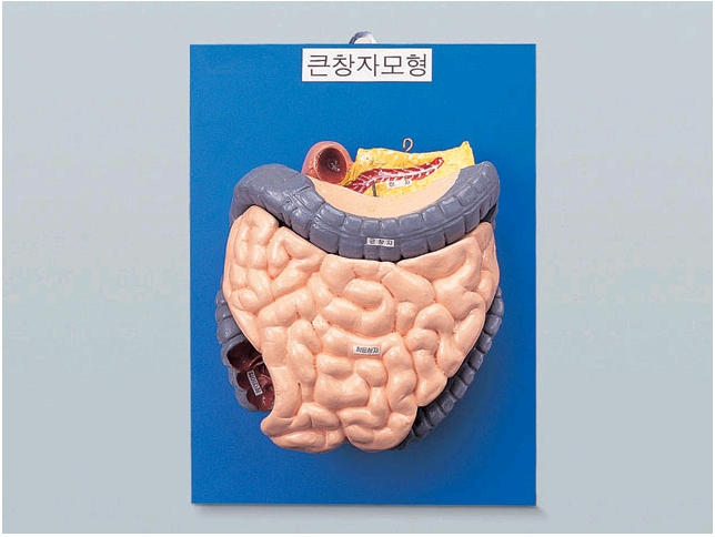 큰창자구조모형 집콕 만들기키트 과학교구