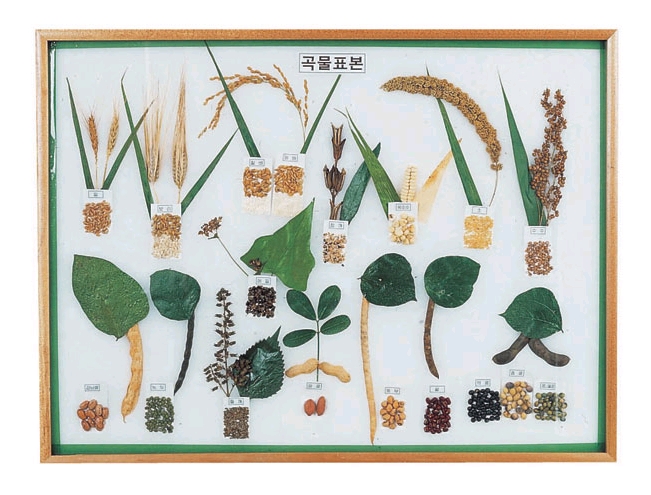 과학1번지 구정과학사,곡물표본