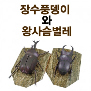 장수풍뎅이와 왕사슴벌레 만들기 5인용KSCI-2840 생물 곤충만들기 종이로만들기. 집콕 만들기키트 과학교구