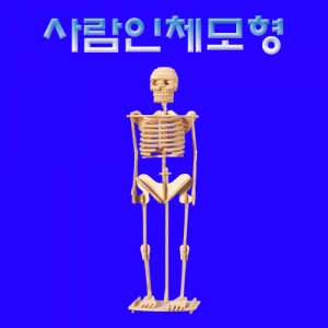 과학1번지 구정과학사,사람인체모형 38cm