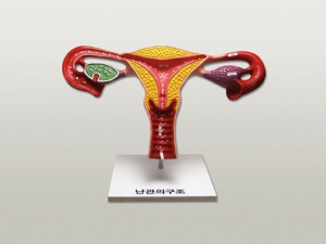 과학1번지 구정과학사,난관의 구조(대형)