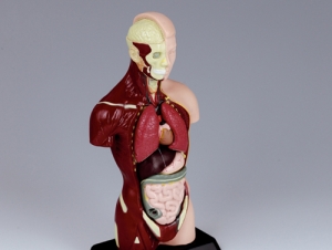 과학1번지 구정과학사,인체모형(반신모형小)