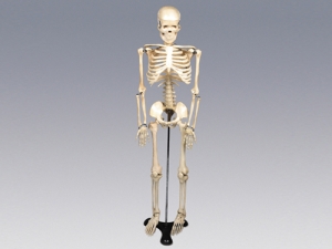 과학1번지 구정과학사,인체골격모형(중형-칼라無)