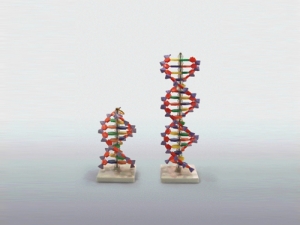 과학1번지 구정과학사,미니 DNA 분자모형키트