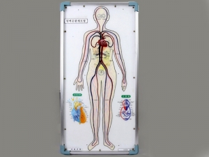 과학1번지 구정과학사,인체혈액순환계모형(LED)