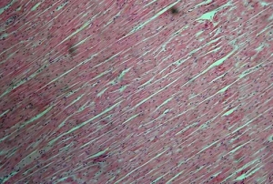 심장근 슬라이드 표본 (75X25mm) 집콕 만들기키트 과학교구