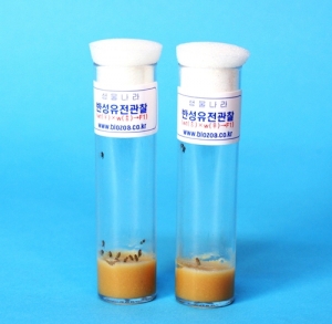 반성유전관찰세트 2종 집콕 만들기키트 과학교구