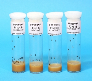 분리의법칙 관찰세트 4종 집콕 만들기키트 과학교구