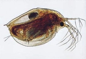 과학1번지 구정과학사,물벼룩 슬라이드표본 75X25mm