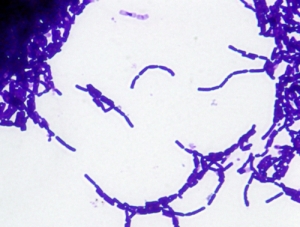 간균(Gram-Posi) 슬라이드표본KSCI-5283 Gram-Positive Bacillus Slide. 집콕 만들기키트 과학교구