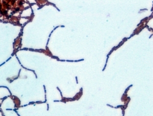 간균(Gram-Nega) 슬라이드표본KSCI-5284 Gram-Negative Bacillus Slide. 집콕 만들기키트 과학교구