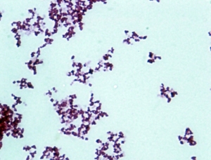 포도상구균 슬라이드표본KSCI-5285  StaphyloCoccus Microscope Slide. 집콕 만들기키트 과학교구