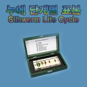 과학1번지 구정과학사,누에 단계별 표본