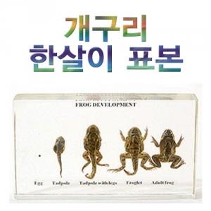 개구리 한살이 표본 집콕 만들기키트 과학교구