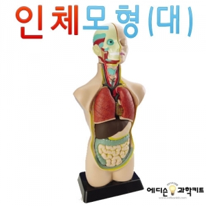 과학1번지 구정과학사,인체모형(대)