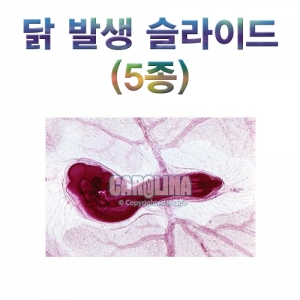 과학1번지 구정과학사,닭 발생 슬라이드(5종)